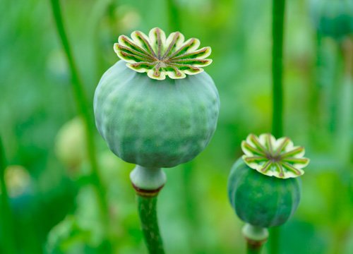 Опийный мак